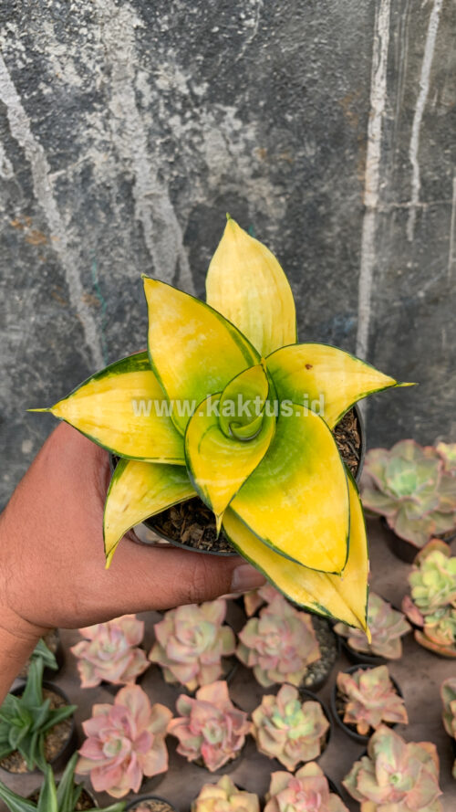 Sansevieria Hahniii Favorite, real gallery image #13 plants. Picture taken directly from kaktus.id community Sansevieria farmer green houses.