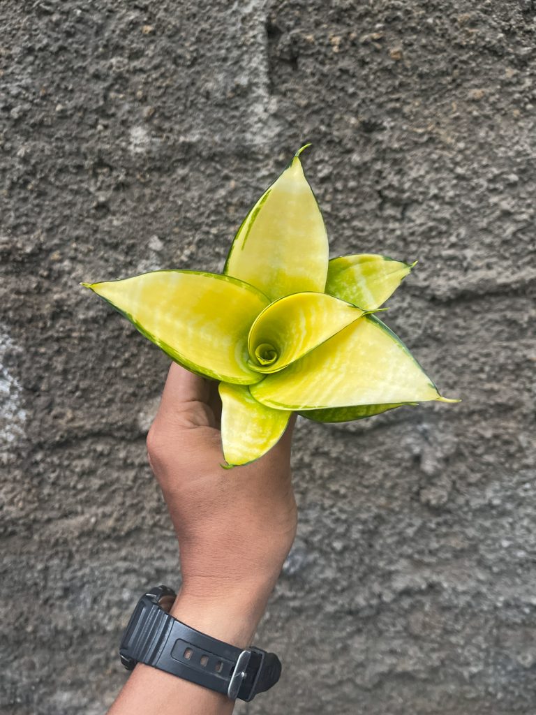 kaktus.id
