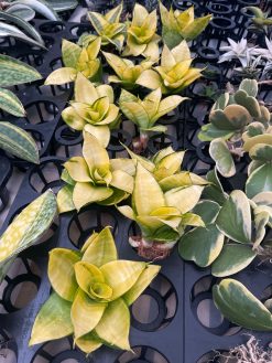 Sansevieria Hahniii Favorite, real gallery image #1 plants. Picture taken directly from kaktus.id community Sansevieria farmer green houses.
