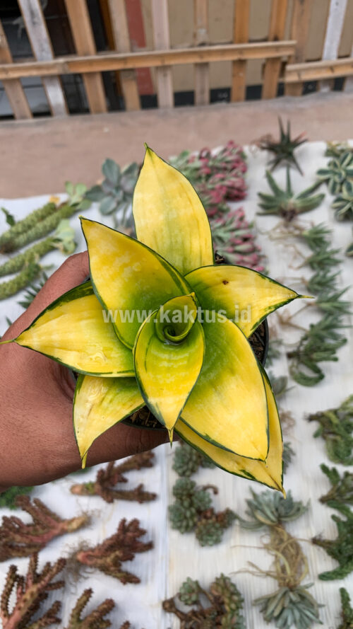 Sansevieria Hahniii Favorite, real gallery image #12 plants. Picture taken directly from kaktus.id community Sansevieria farmer green houses.