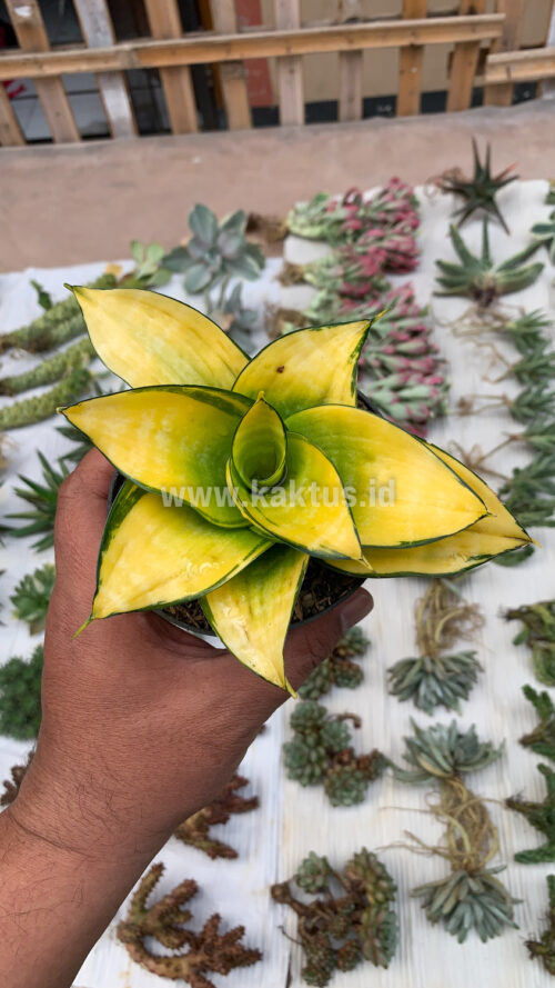 Sansevieria Hahniii Favorite, real gallery image #11 plants. Picture taken directly from kaktus.id community Sansevieria farmer green houses.