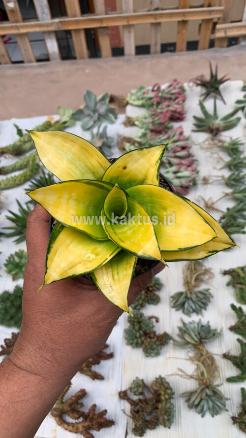 Sansevieria Hahniii Favorite, real gallery image #10 plants. Picture taken directly from kaktus.id community Sansevieria farmer green houses.