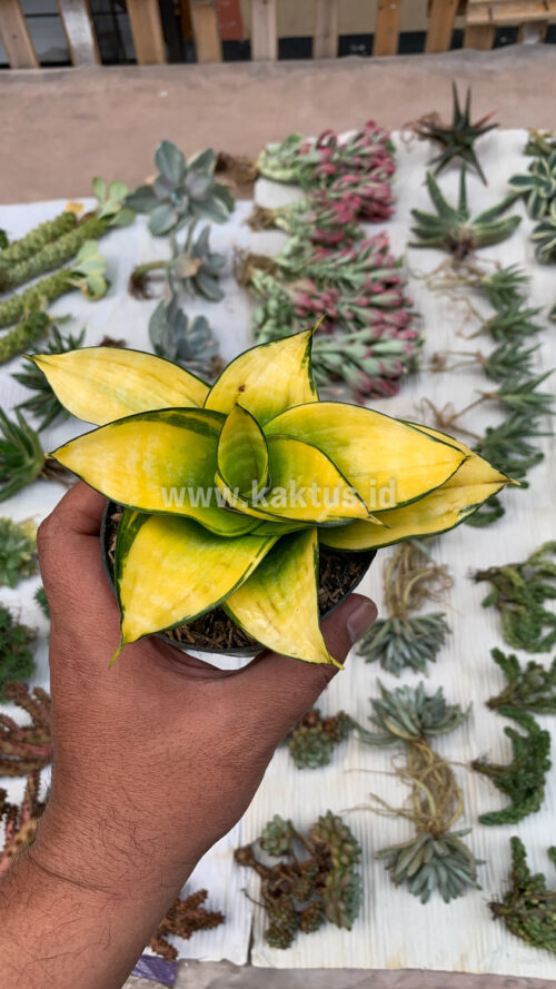 Sansevieria Hahniii Favorite, real gallery image #9 plants. Picture taken directly from kaktus.id community Sansevieria farmer green houses.