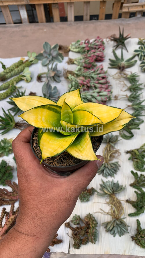 Sansevieria Hahniii Favorite, real gallery image #7 plants. Picture taken directly from kaktus.id community Sansevieria farmer green houses.