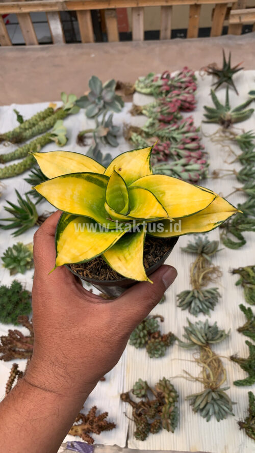 Sansevieria Hahniii Favorite, real gallery image #5 plants. Picture taken directly from kaktus.id community Sansevieria farmer green houses.