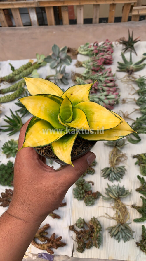 Sansevieria Hahniii Favorite, real gallery image #2 plants. Picture taken directly from kaktus.id community Sansevieria farmer green houses.