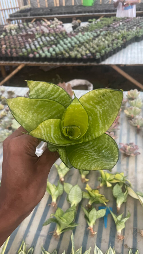 Sansevieria Hahniii Favorite, real gallery image #15 plants. Picture taken directly from kaktus.id community Sansevieria farmer green houses.