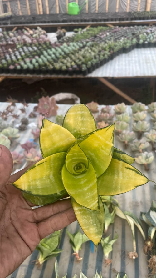 Sansevieria Hahniii Favorite, real gallery image #4 plants. Picture taken directly from kaktus.id community Sansevieria farmer green houses.