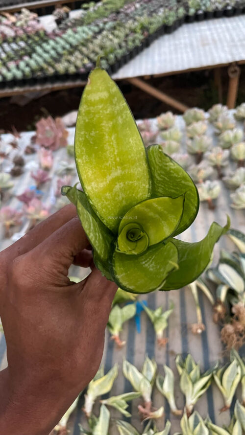 Sansevieria Hahniii Favorite, real gallery image #6 plants. Picture taken directly from kaktus.id community Sansevieria farmer green houses.