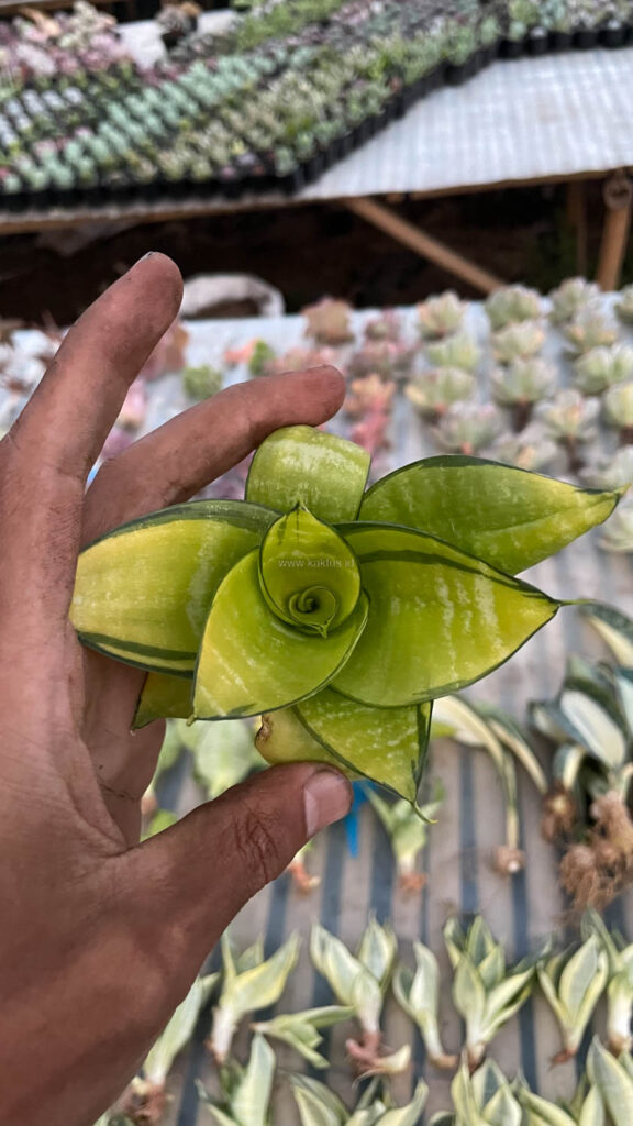 kaktus.id