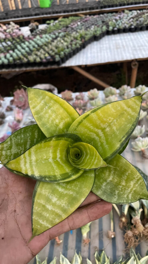 Sansevieria Hahniii Favorite, real gallery image #8 plants. Picture taken directly from kaktus.id community Sansevieria farmer green houses.