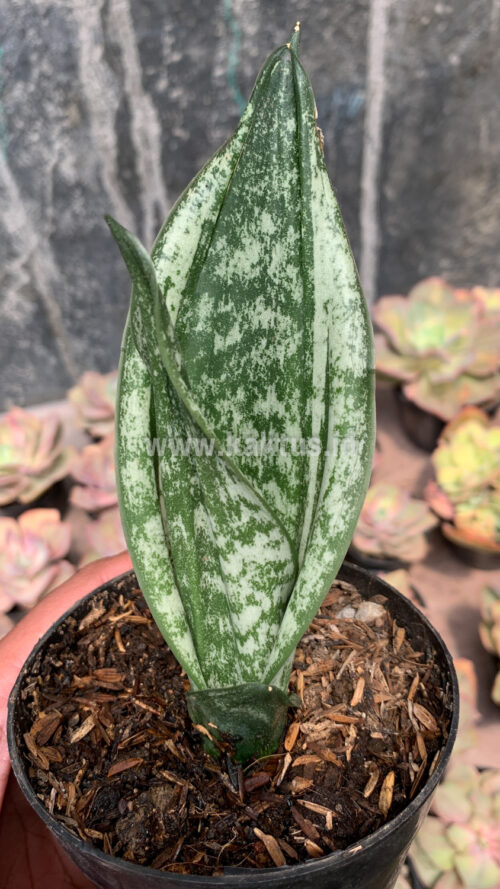 Sansevieria Moonshine Silver / Sansevieria Moonshine Mutant Casper, real gallery image #8 plants. Picture taken directly from kaktus.id community Sansevieria farmer green houses.