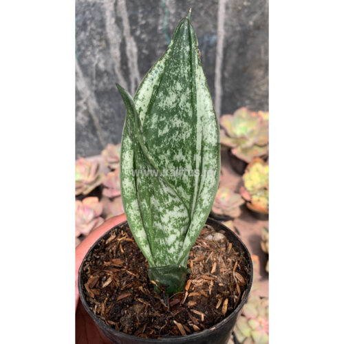 951. Sansevieria Moonshine Silver / Sansevieria Moonshine Mutant Casper