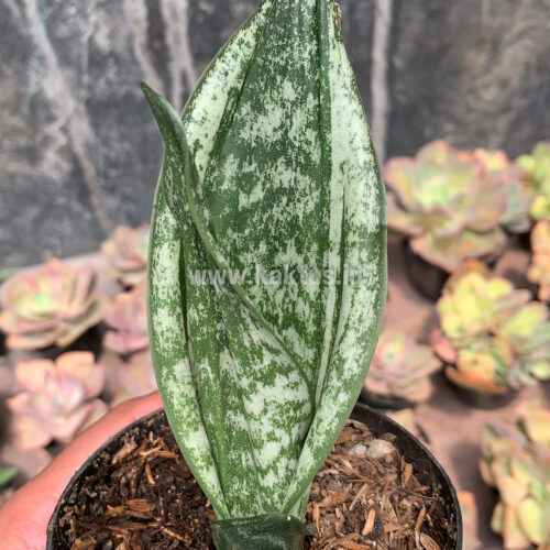 Sansevieria Moonshine Silver / Sansevieria Moonshine Mutant Casper, real gallery image #7 plants. Picture taken directly from kaktus.id community Sansevieria farmer green houses.