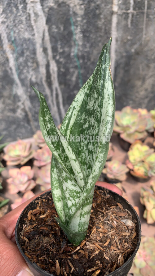 Sansevieria Moonshine Silver / Sansevieria Moonshine Mutant Casper, real gallery image #6 plants. Picture taken directly from kaktus.id community Sansevieria farmer green houses.