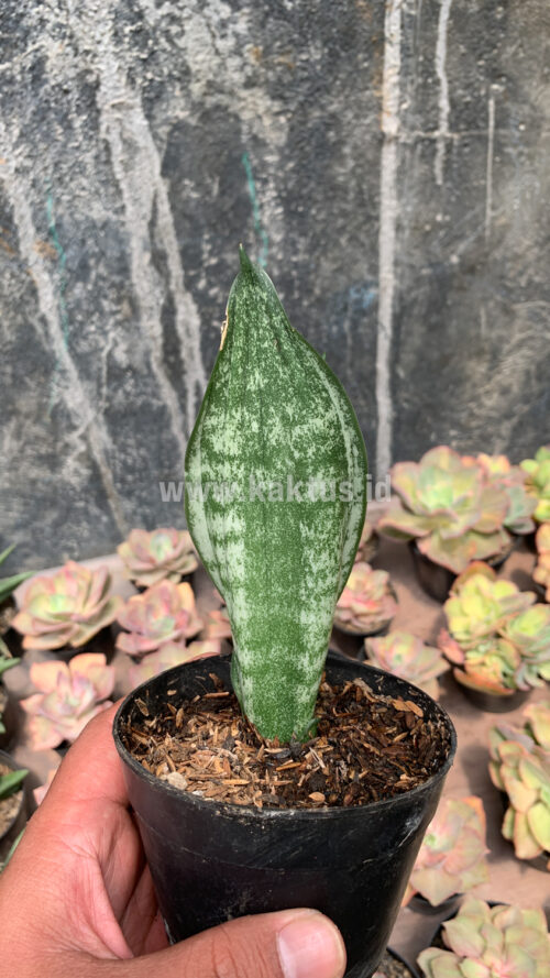 Sansevieria Moonshine Silver / Sansevieria Moonshine Mutant Casper, real gallery image #5 plants. Picture taken directly from kaktus.id community Sansevieria farmer green houses.