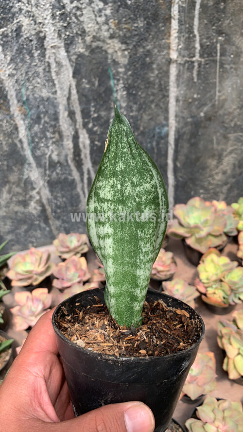 Sansevieria Moonshine Silver / Sansevieria Moonshine Mutant Casper, real gallery image #4 plants. Picture taken directly from kaktus.id community Sansevieria farmer green houses.
