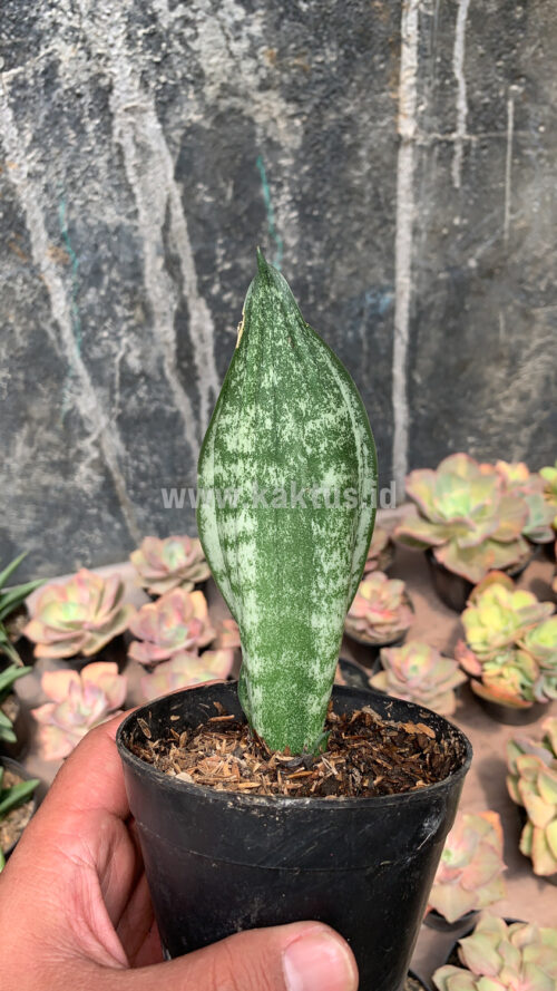 Sansevieria Moonshine Silver / Sansevieria Moonshine Mutant Casper, real gallery image #3 plants. Picture taken directly from kaktus.id community Sansevieria farmer green houses.