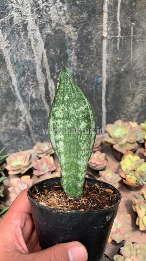 Sansevieria Moonshine Silver / Sansevieria Moonshine Mutant Casper, real gallery image #2 plants. Picture taken directly from kaktus.id community Sansevieria farmer green houses.