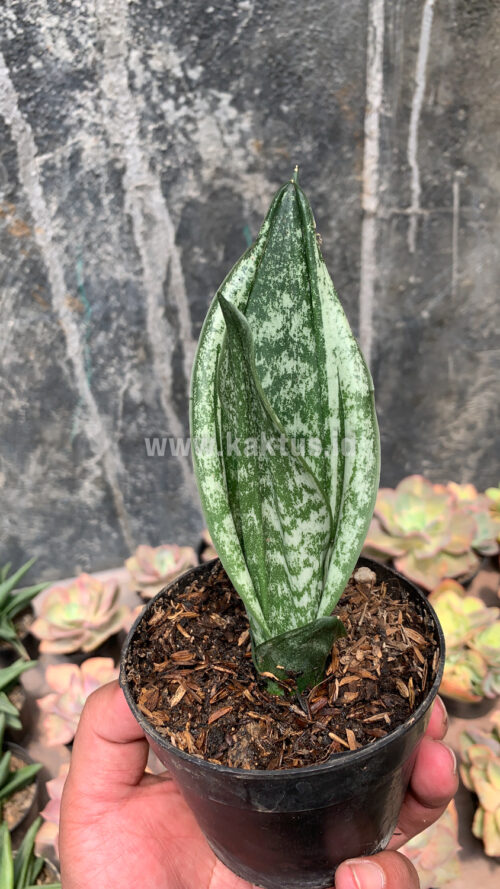 Sansevieria Moonshine Silver / Sansevieria Moonshine Mutant Casper, real gallery image #1 plants. Picture taken directly from kaktus.id community Sansevieria farmer green houses.