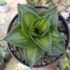 Sansevieria Green Mole, real feature image plant. Picture taken directly from kaktus.id community Sansevieria farmer green houses.