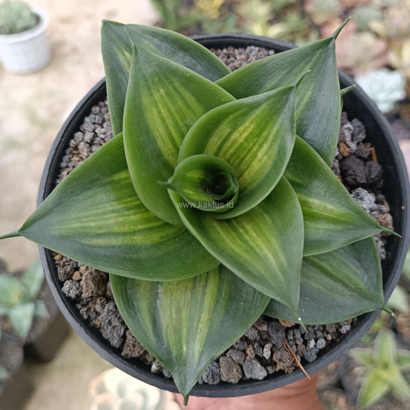 Sansevieria Green Mole, real feature image plant. Picture taken directly from kaktus.id community Sansevieria farmer green houses.