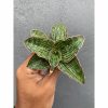 Sansevieria Cleopatra