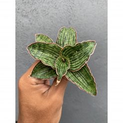 Sansevieria Cleopatra