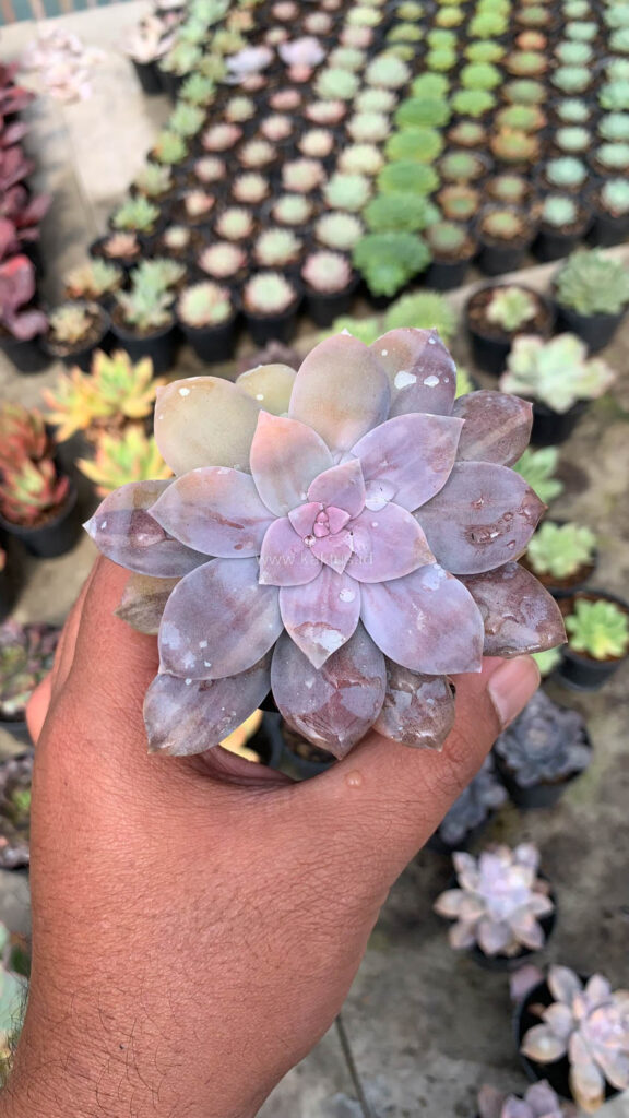 kaktus.id