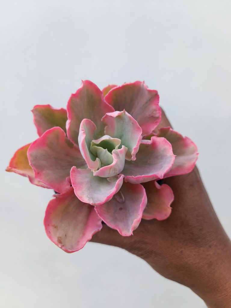 kaktus.id