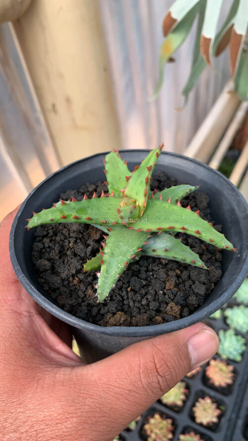 Aloe Castilloniae, real gallery image #5 plants. Picture taken directly from kaktus.id community Aloe farmer green houses.