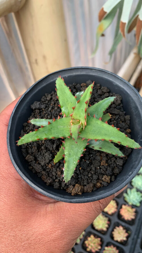 Aloe Castilloniae, real gallery image #4 plants. Picture taken directly from kaktus.id community Aloe farmer green houses.
