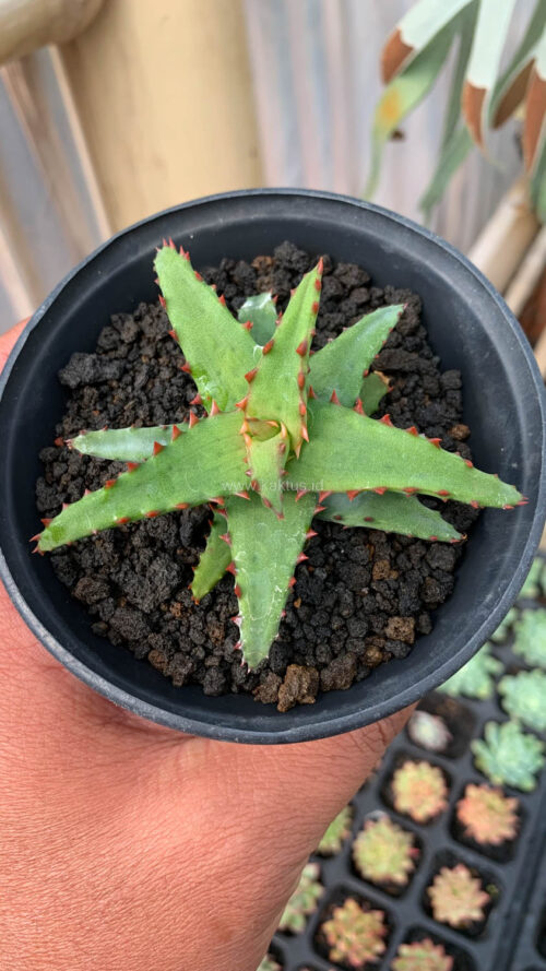 Aloe Castilloniae, real gallery image #3 plants. Picture taken directly from kaktus.id community Aloe farmer green houses.
