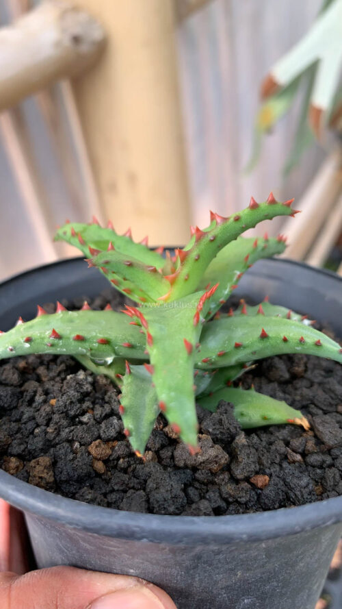 Aloe Castilloniae, real gallery image #8 plants. Picture taken directly from kaktus.id community Aloe farmer green houses.