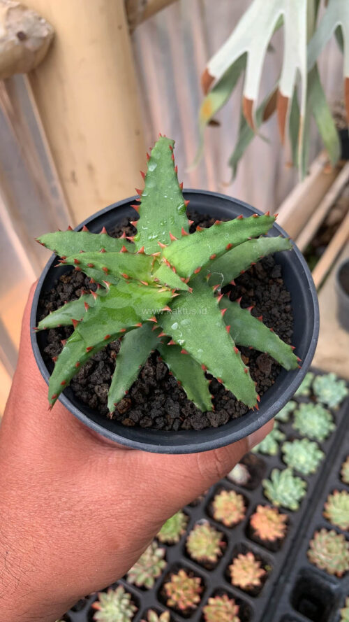 Aloe Castilloniae, real gallery image #17 plants. Picture taken directly from kaktus.id community Aloe farmer green houses.