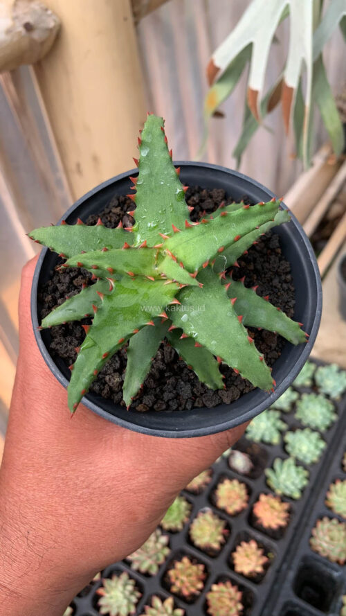 Aloe Castilloniae, real gallery image #18 plants. Picture taken directly from kaktus.id community Aloe farmer green houses.