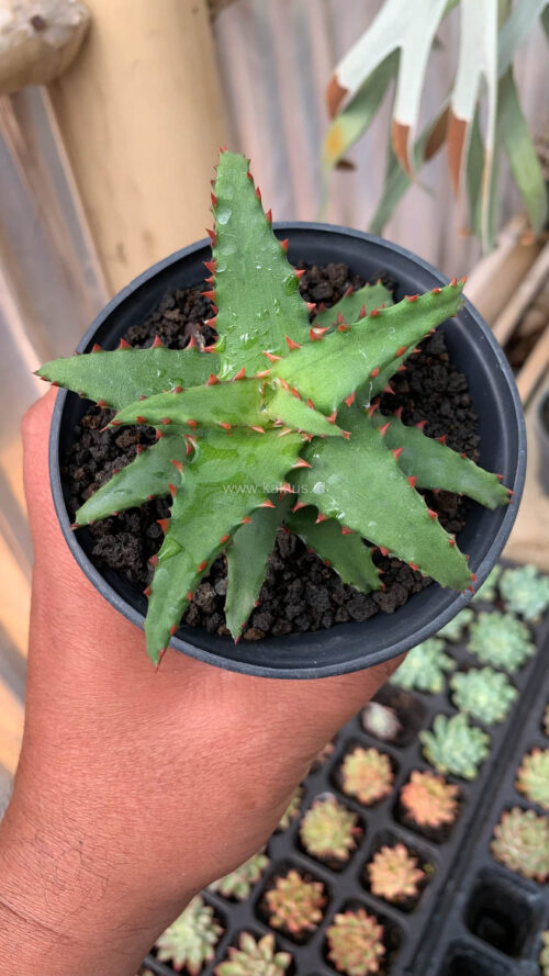 Aloe Castilloniae, real gallery image #19 plants. Picture taken directly from kaktus.id community Aloe farmer green houses.