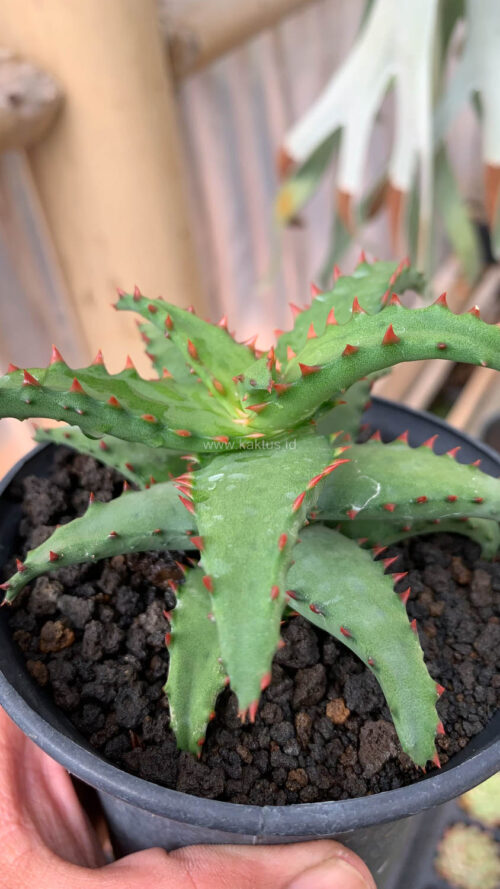 Aloe Castilloniae, real gallery image #20 plants. Picture taken directly from kaktus.id community Aloe farmer green houses.