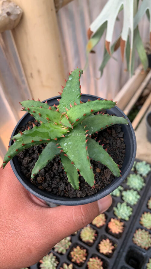 Aloe Castilloniae, real gallery image #16 plants. Picture taken directly from kaktus.id community Aloe farmer green houses.