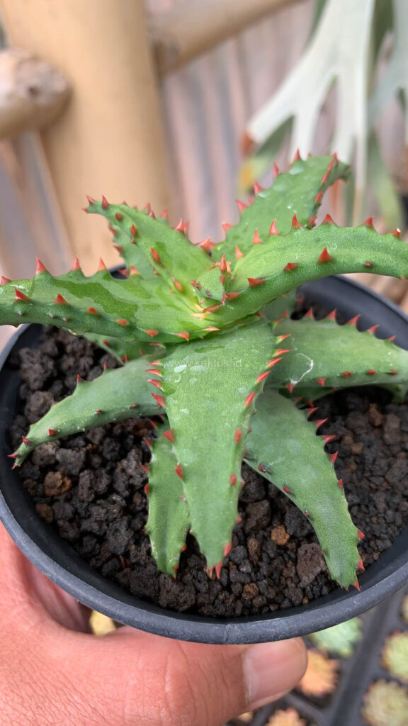 kaktus.id