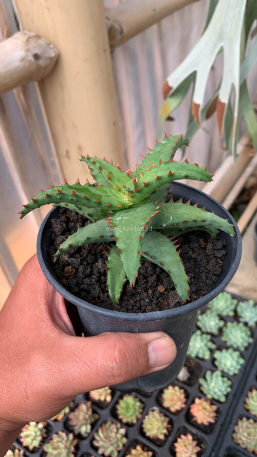 Aloe Castilloniae, real gallery image #21 plants. Picture taken directly from kaktus.id community Aloe farmer green houses.