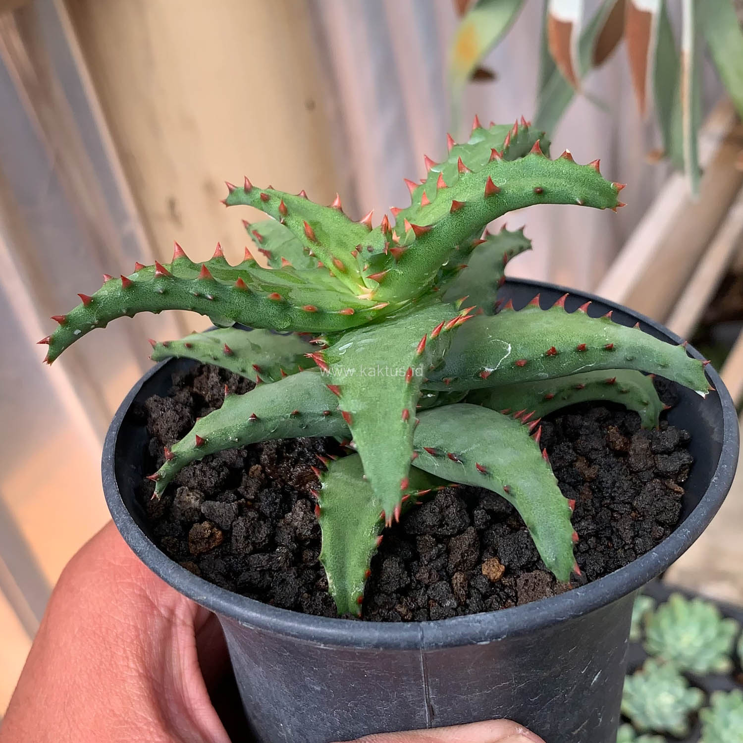 Aloe Castilloniae For Sale - Real Pictures, kaktus.id Plants Exporter