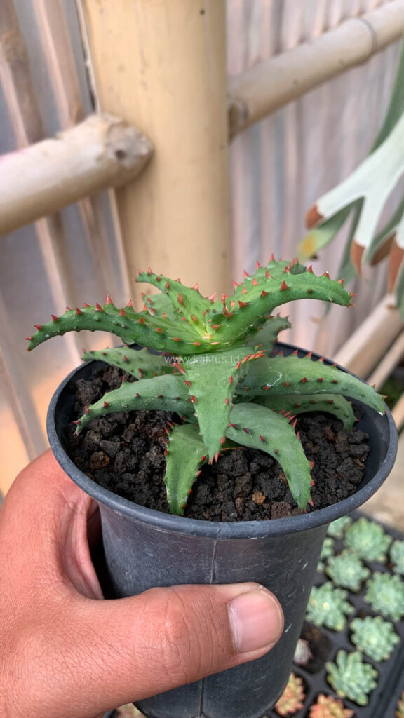 kaktus.id