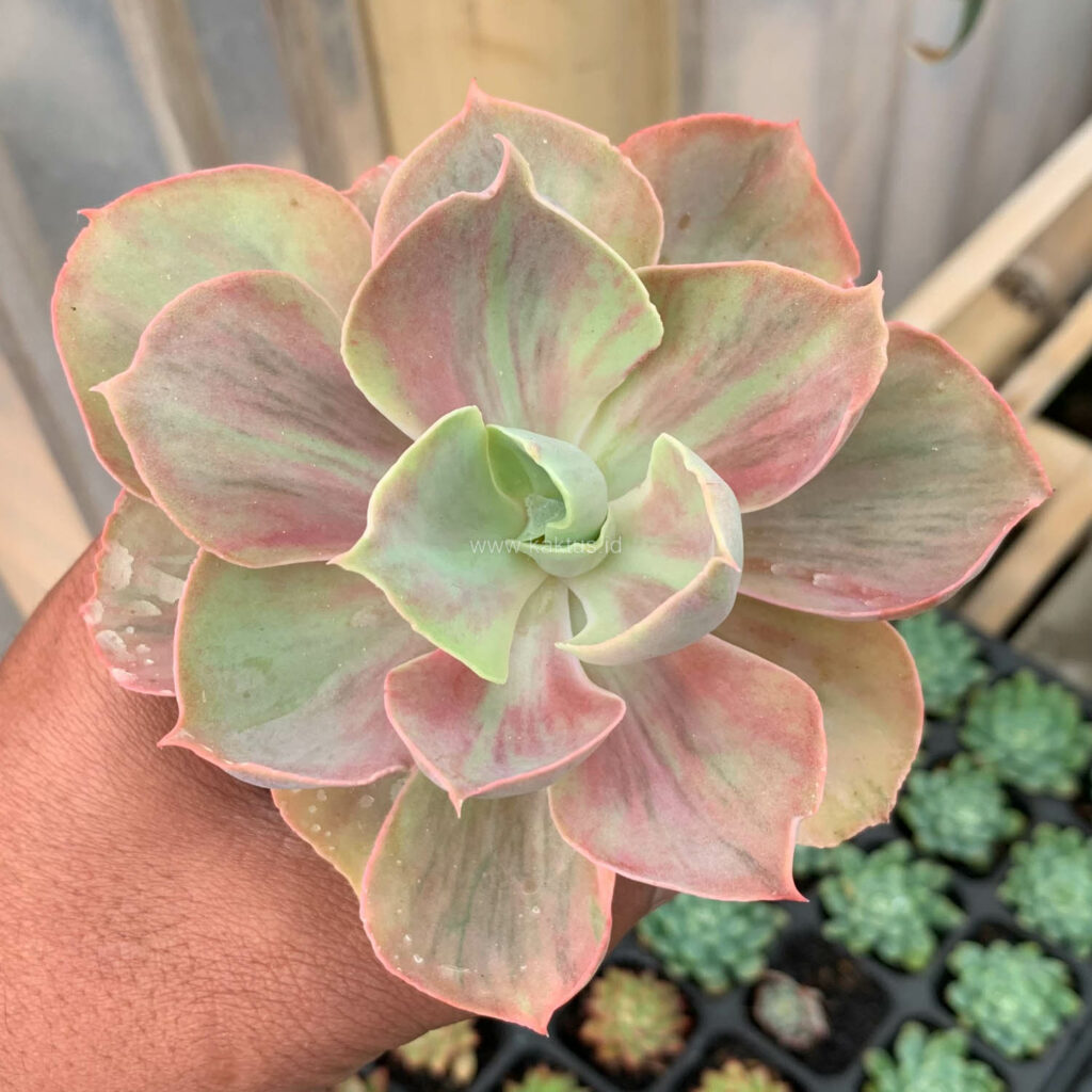 kaktus.id
