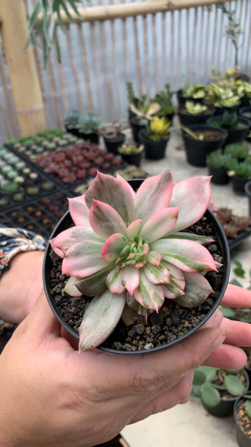 Echeveria Pink Princess, real gallery image #8 plants. Picture taken directly from kaktus.id community Echeveria farmer green houses.