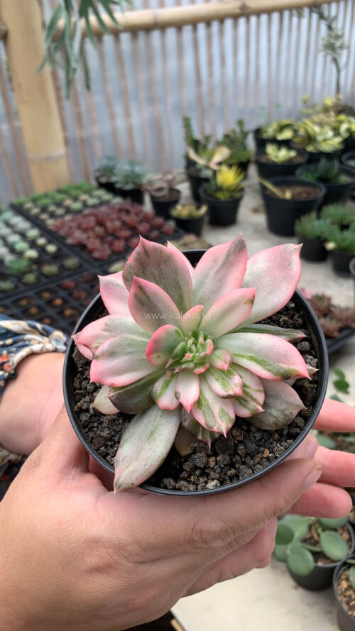 Echeveria Pink Princess, real gallery image #31 plants. Picture taken directly from kaktus.id community Echeveria farmer green houses.