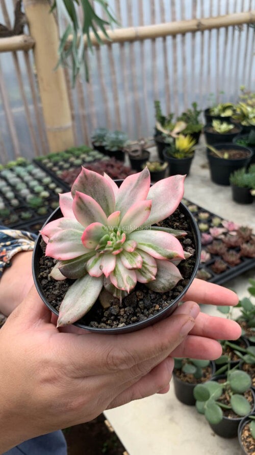 Echeveria Pink Princess, real gallery image #33 plants. Picture taken directly from kaktus.id community Echeveria farmer green houses.