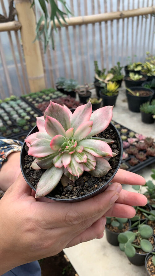 Echeveria Pink Princess, real gallery image #23 plants. Picture taken directly from kaktus.id community Echeveria farmer green houses.