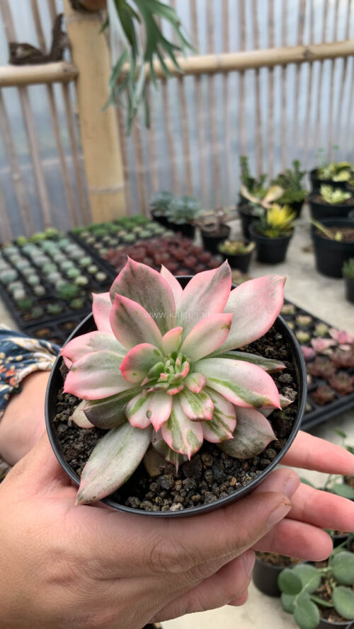 Echeveria Pink Princess, real gallery image #44 plants. Picture taken directly from kaktus.id community Echeveria farmer green houses.