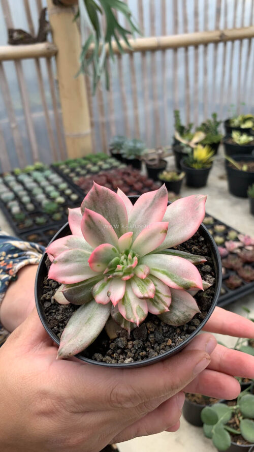Echeveria Pink Princess, real gallery image #14 plants. Picture taken directly from kaktus.id community Echeveria farmer green houses.